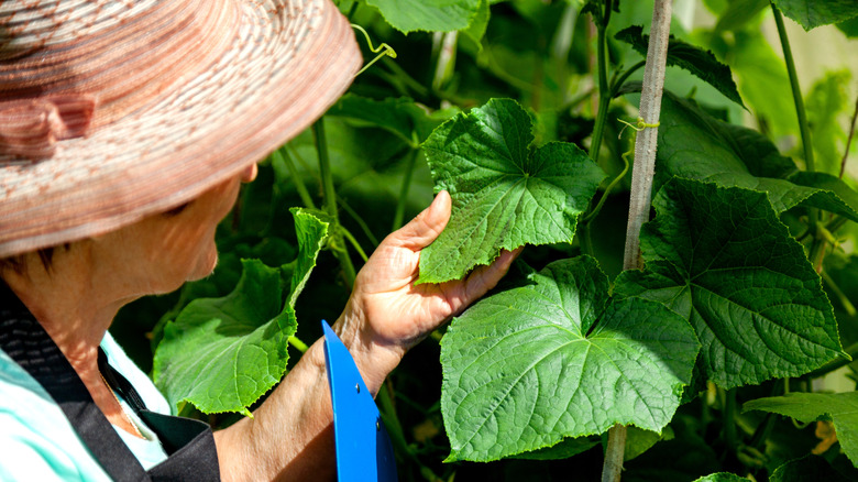 A woman inspecting plant leaves for pests