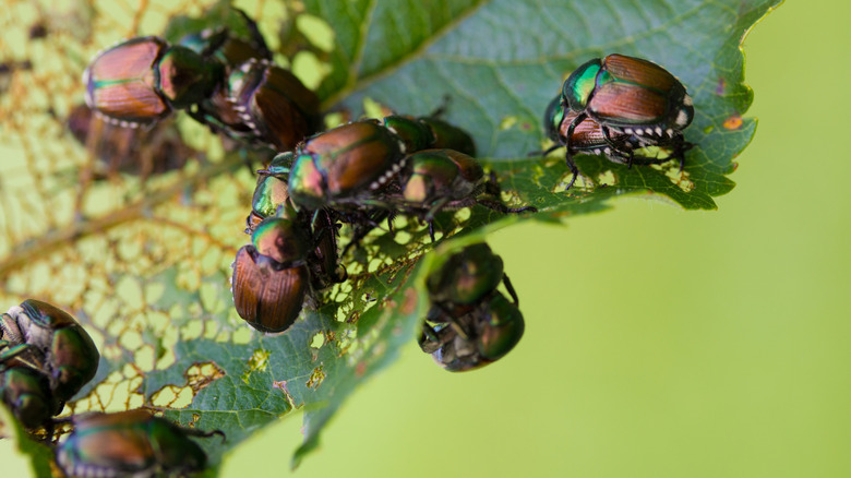 Multiple Japanese beetles eating a leaf
