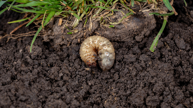 A Japanese beetle grub in wet soil