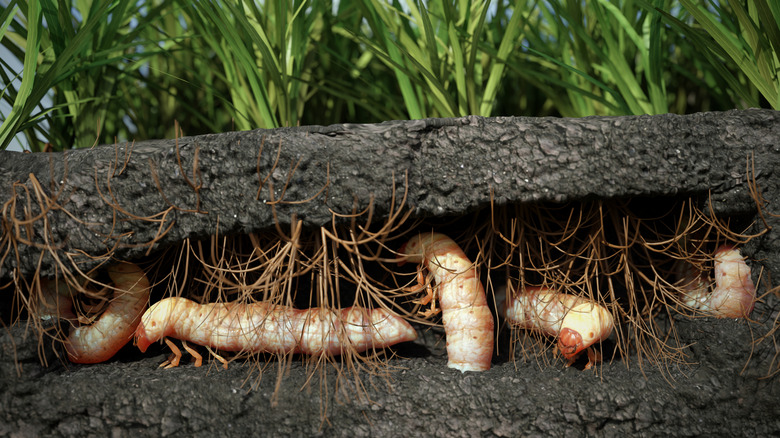 Grubs eating grass roots underground.