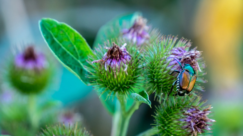 Japanese beetles on a flower.