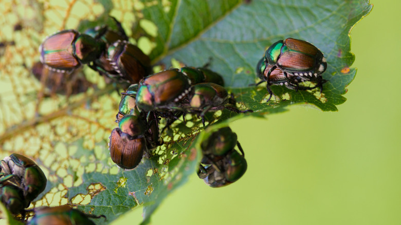 Japanese beetles eating leaves.