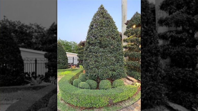 Japanese blueberry tree and hedges