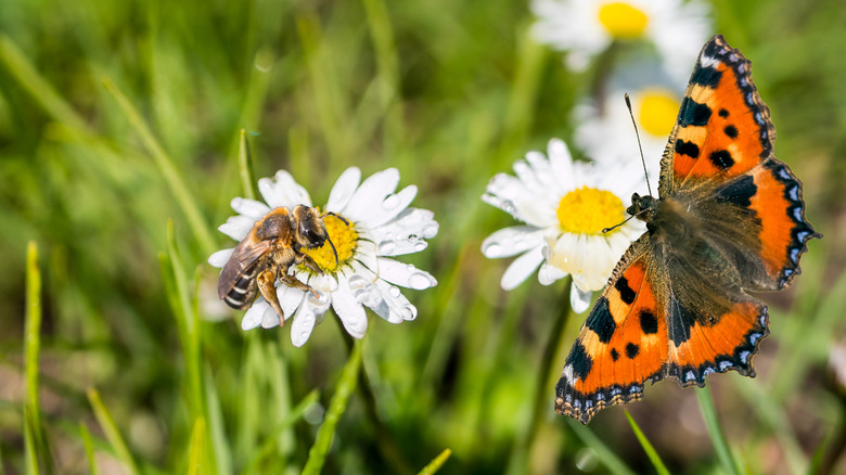 Daisy flowers with butterfly and bee