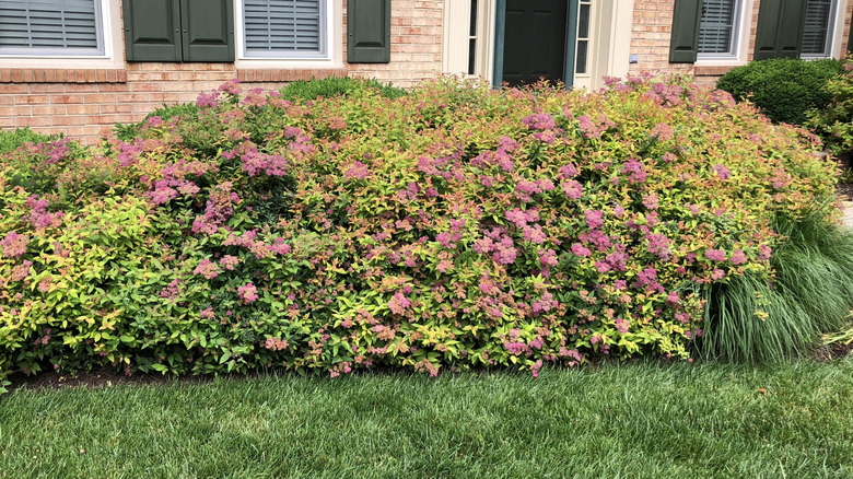 Japanese spiraea bushes in front of a house