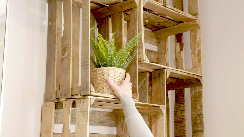 plant on wooden crate shelf