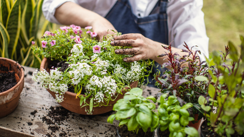 A person arranges a planter with flowers.