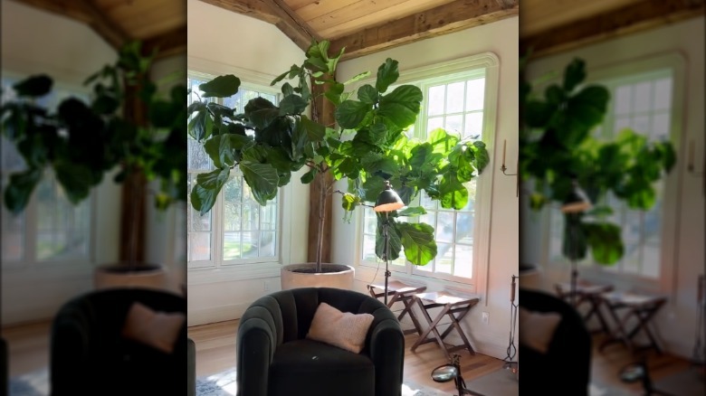 Joanna Gaines showing the houseplants in her home.