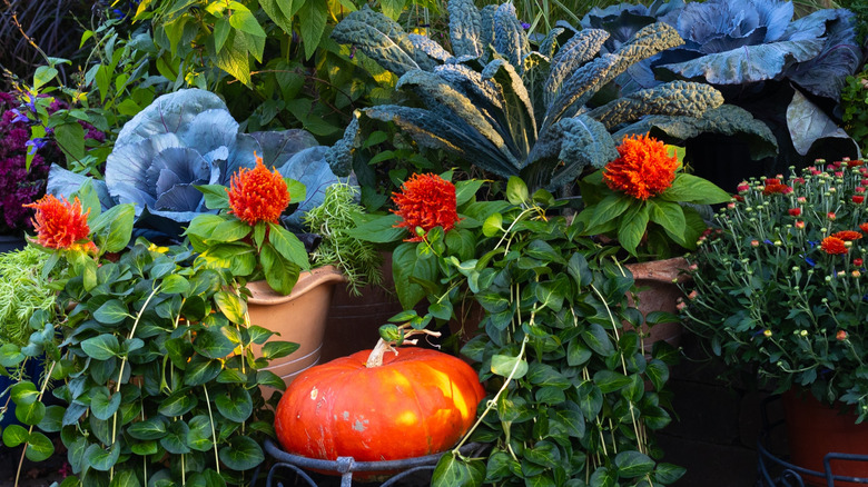 Fall container garden with orange flowers, greenery, and pumpkins