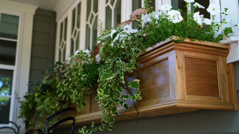 A flower box with plant vines hanging off the edges.