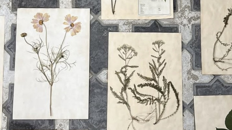 Pressed flowers on paper.