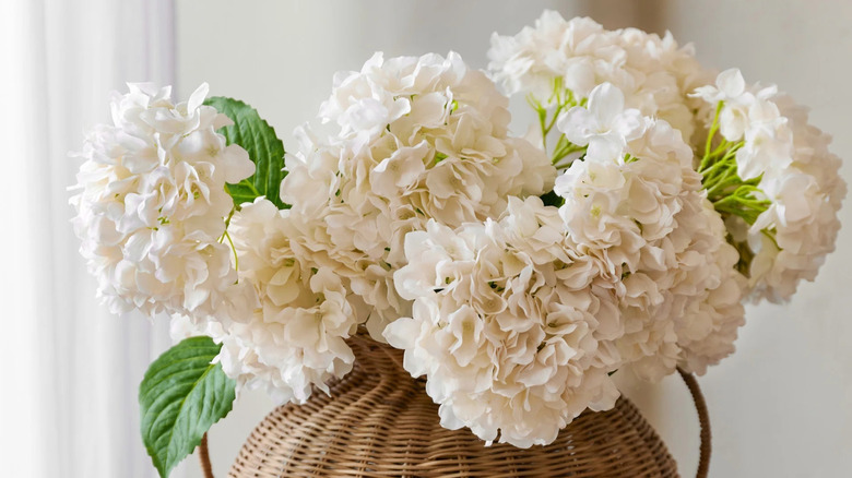 Cream colored hydrangea bundles in a basket.