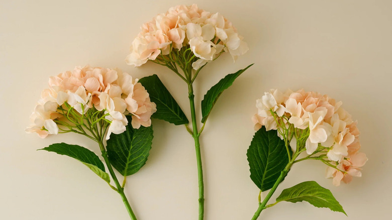 Three hydrangea stems laid out next to each other