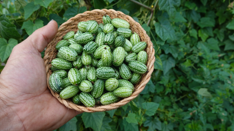 hand holding basket of cucamelons with leaves in back