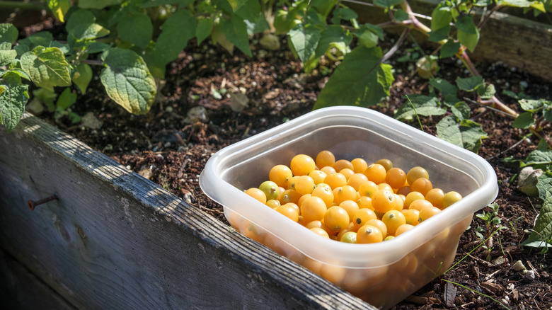 ground cherries in container with plants in background