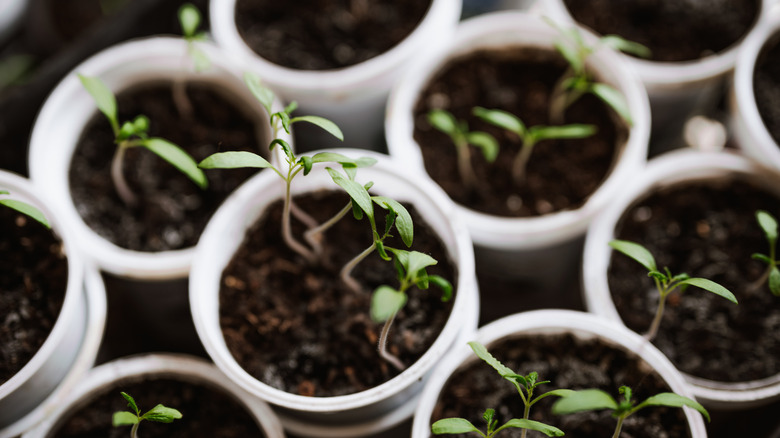 tomato seedlings in pots