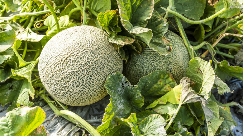 two melons with netted ribbed skin vines and leaves