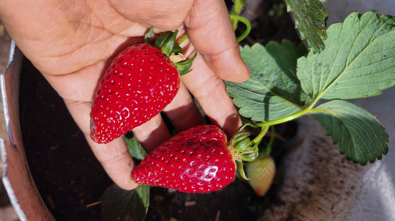 Person holding strawberries in hand with plant
