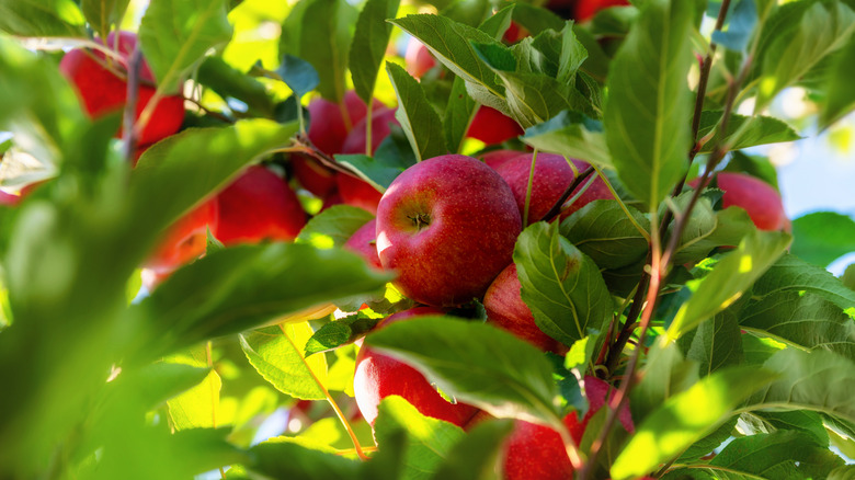 Close up of red apples clustered together in a tree with the sun shining through the leaves
