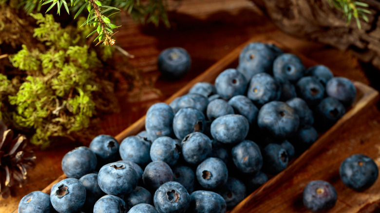 Wood tray of large blueberries on a wood table surrounded by greenery