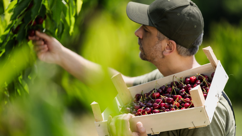 Man picking cherries from a tree and holding a wood box filled with red cherries with stems