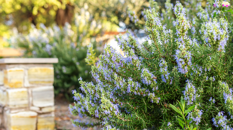 Juicy, Sweet Fruits That Grow Beautifully With Rosemary Nearby