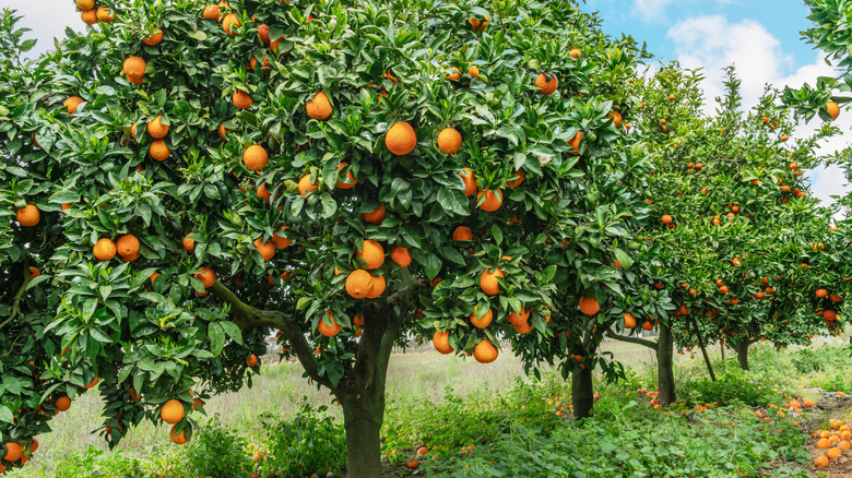 Orange trees with ripe oranges in an orchard
