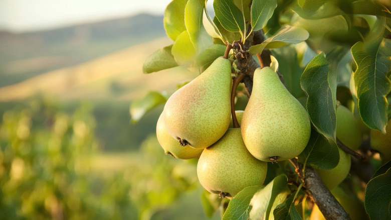Cluster of green pears on a tree in front of green hills
