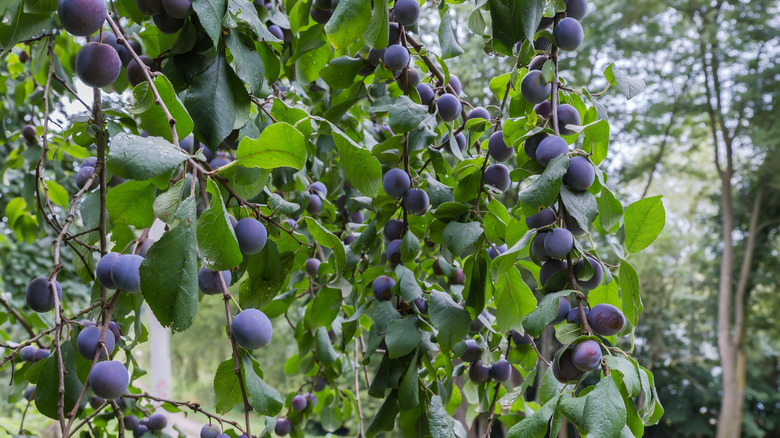 Ripe purple plums growing at the top of a plum tree in a wooded area