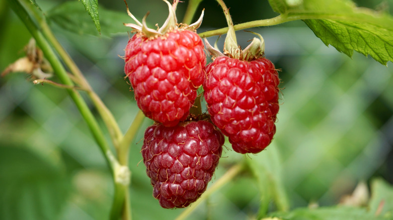 Close up of three raspberries growing on a rapsberry bush