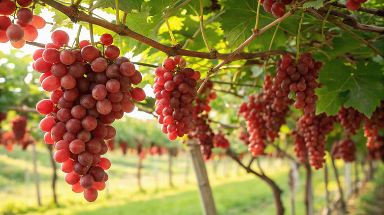 Ripe red grapes hanging from neat grape vines in a vinyard