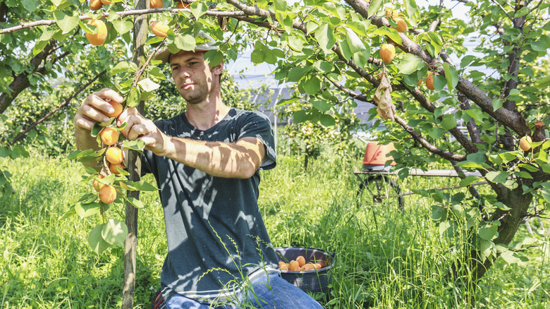 man harvesting peaches