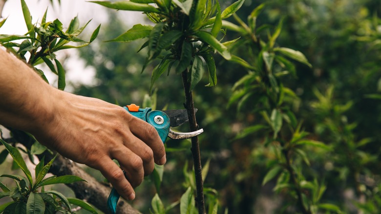 pruning peach tree