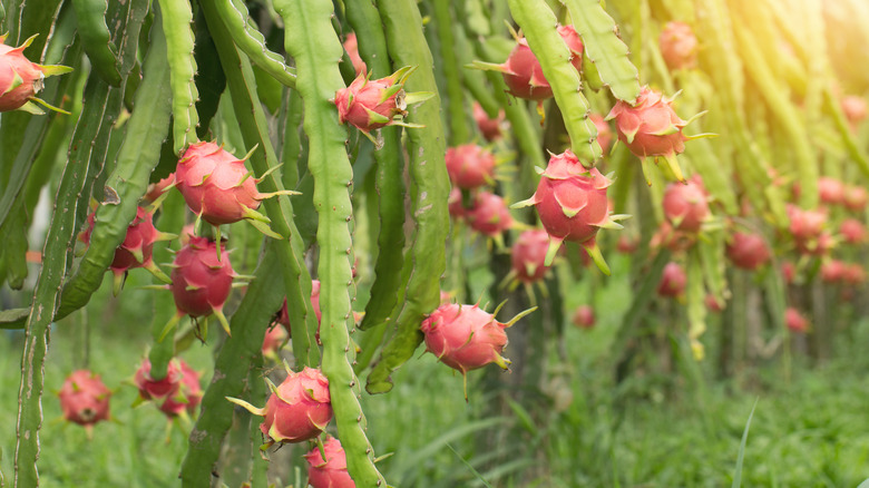 row of dragon fruit plants