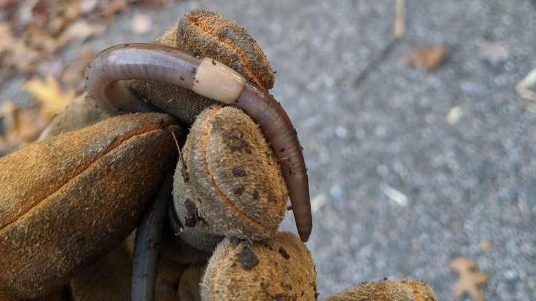 invasive jumping worm