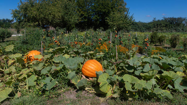 Pumpkins in a garden