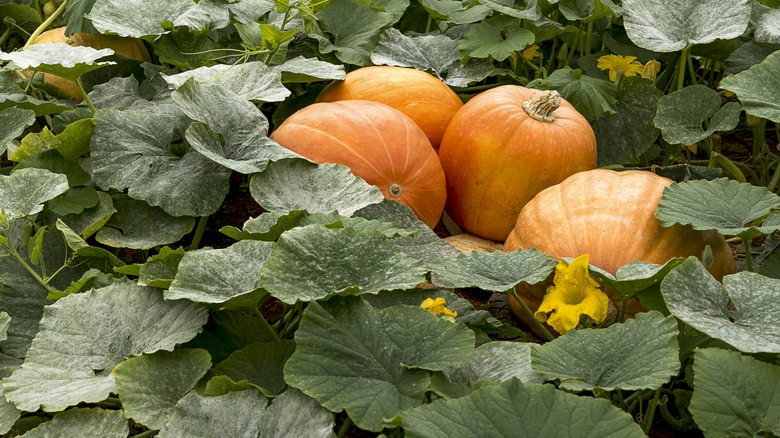 Pumpkin plants with mature pumpkins