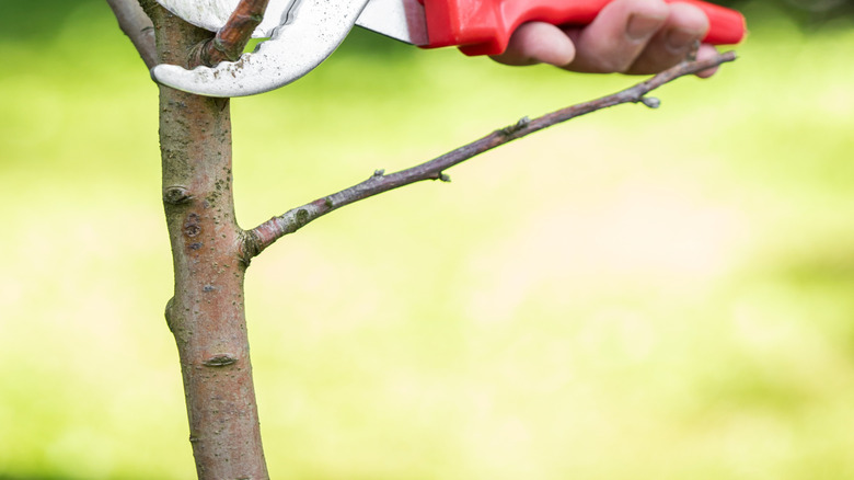 Hand holding pruning shears trimming a small dead branch close to trunk