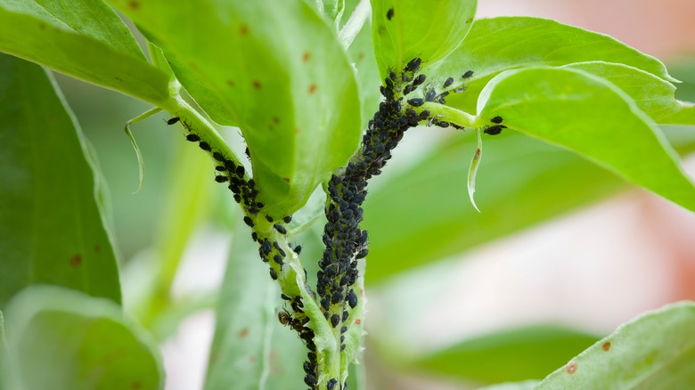 diseased plant with aphids