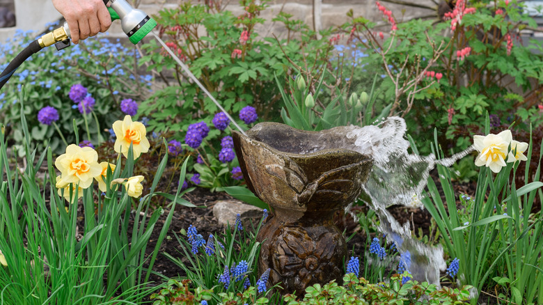 A person washes out a concrete birdbath with a garden hose.