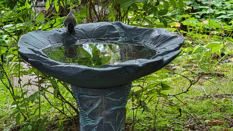 A bird leans into a birdbath placed in the shade to drink the water.