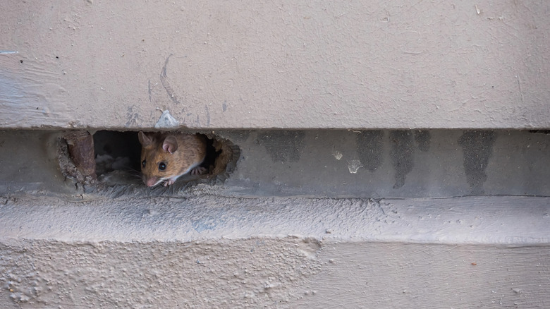 Small brown mouse peaking out of a hole in a concrete wall