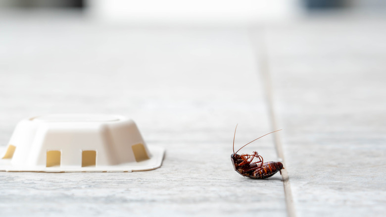 Dead cockroach near a white bait trap on a tile floor