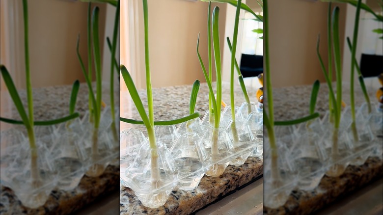 Green onion shoots are growing out of clear plastic egg carton, partially filled with water.