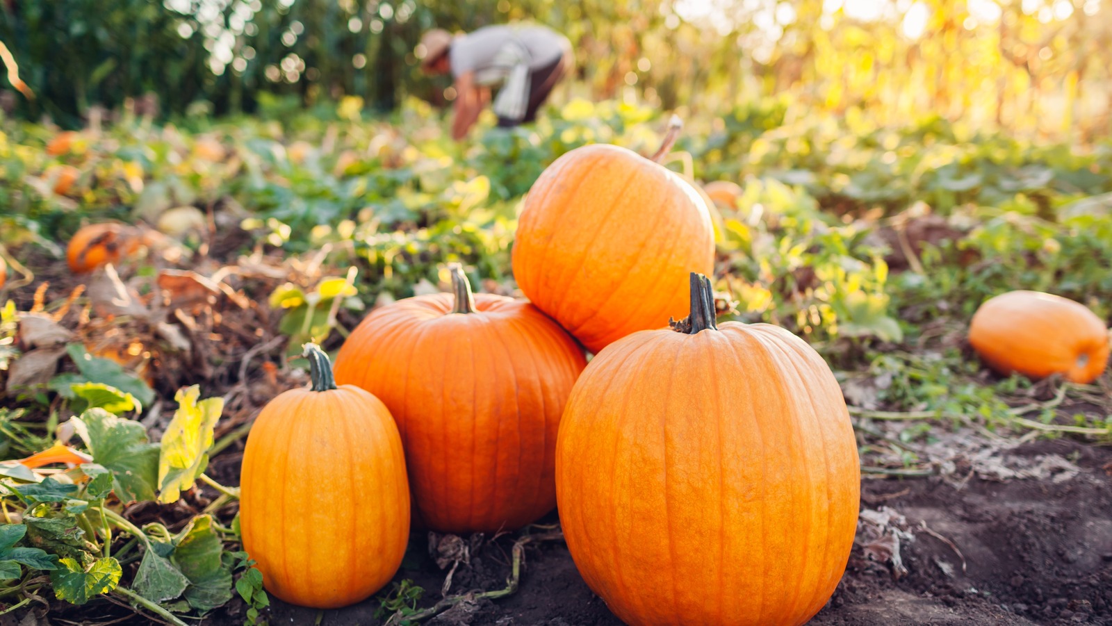 Keep Animals From Eating Your Pumpkins With A Beauty Item You Already Own