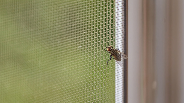 Housefly sits on a window screen