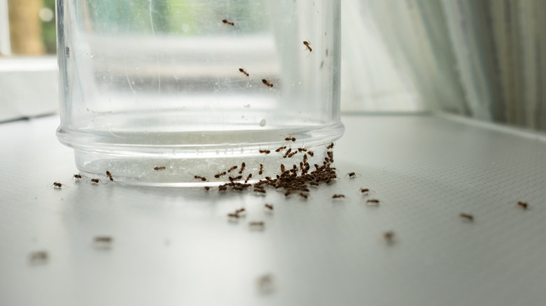 Ants next to a glass jar on a kitchen countertop