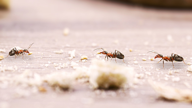 House ants walk on a wood floor covered with crumbs