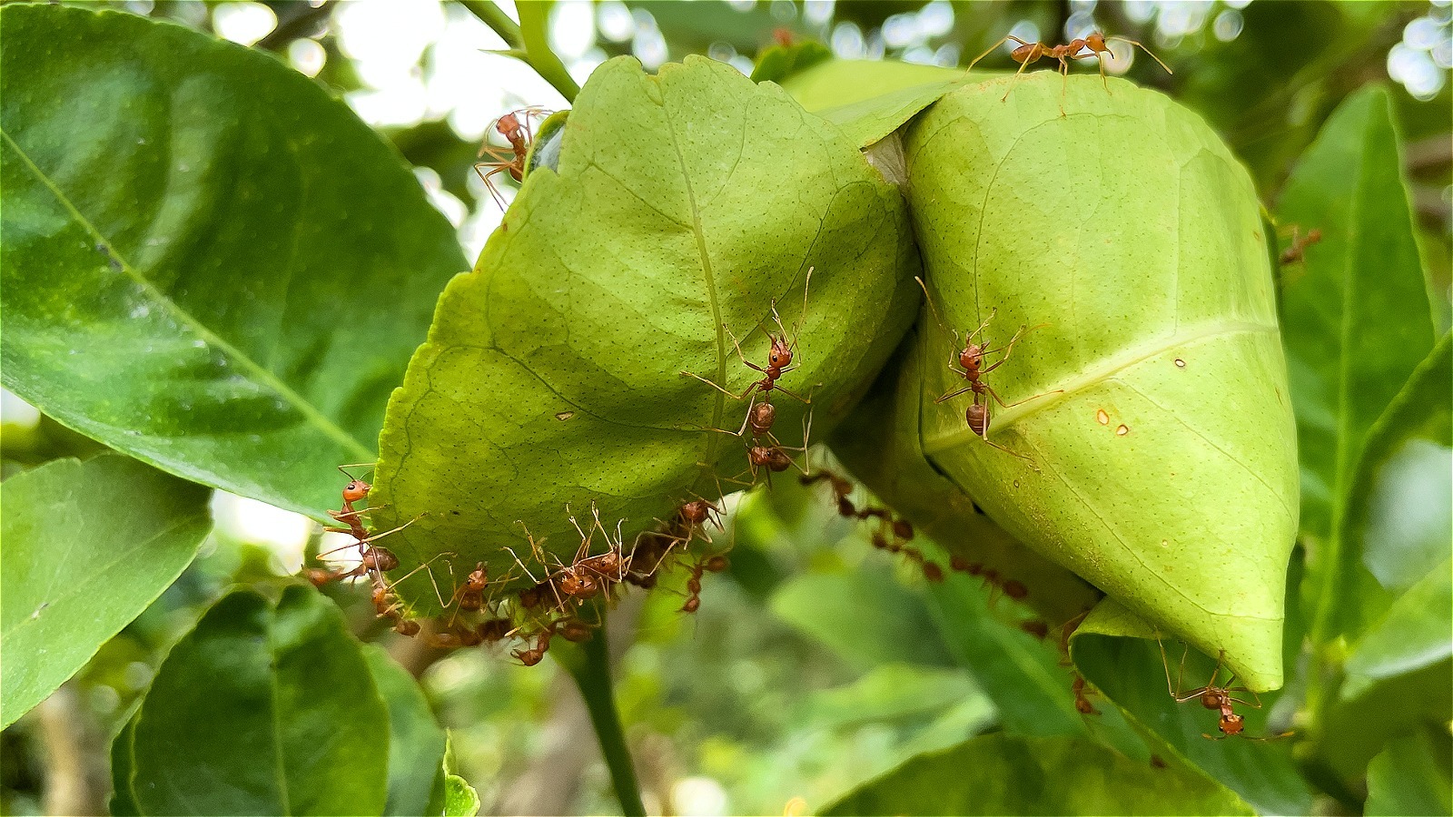 Keep Ants From Killing Your Citrus Tree With These Tips & Tricks