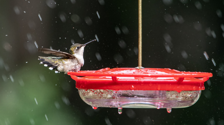 Hummingbird at feeder with water droplets